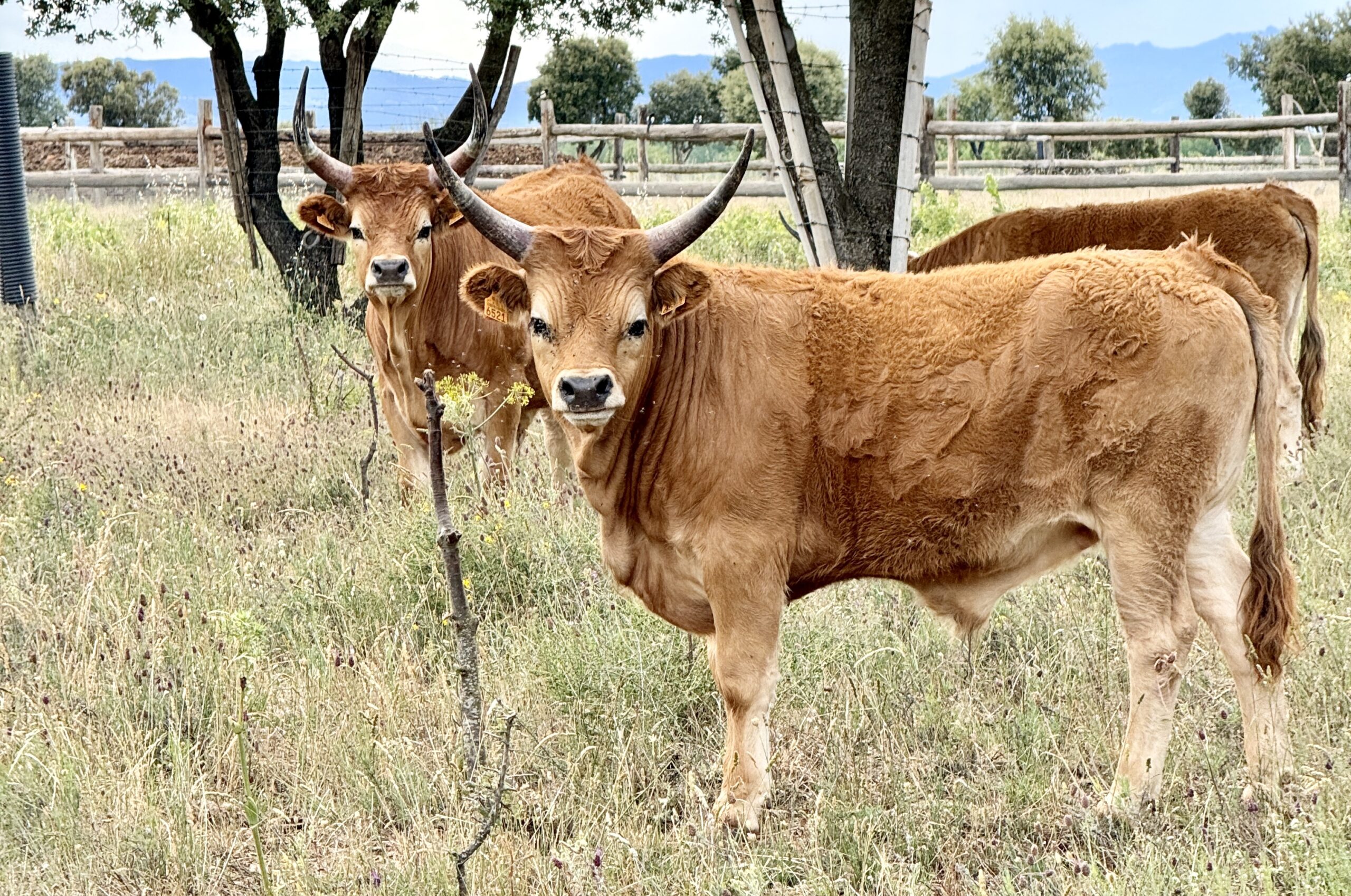 Vacca Cachena Galiziana carne di qualità