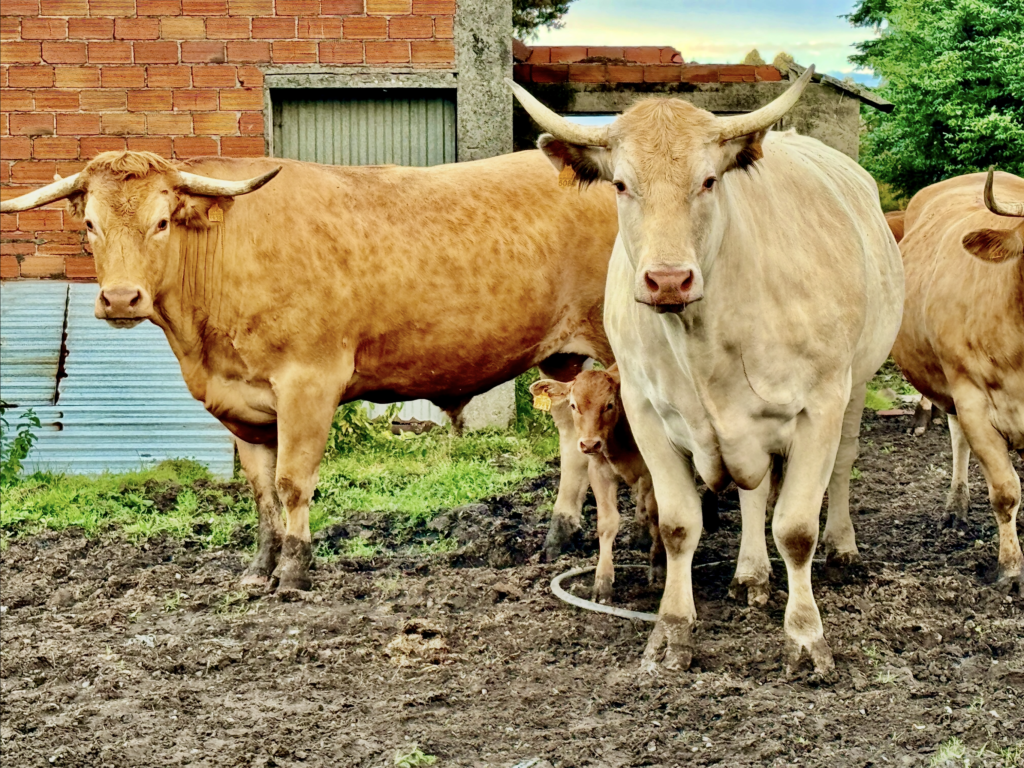 Import-Export Rubia Gallega carne di qualità 